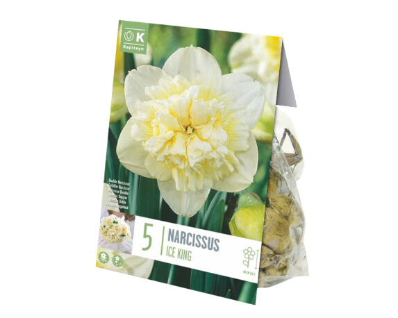 10060773 NARCISO BULBO NARCISSUS DOUBLE ICE KING X5 604205