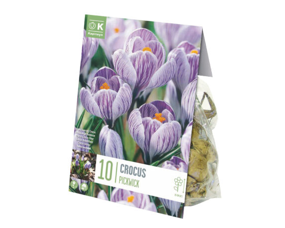Bulbo Crocus Pickwick X10 (Croco) – Kapiteyn