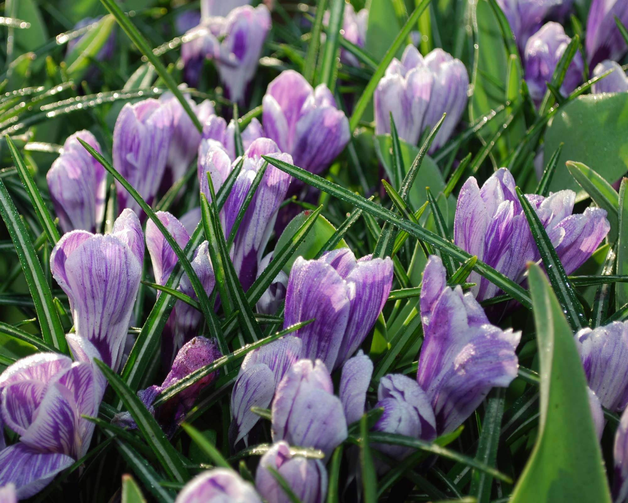 Bulbo Crocus Pickwick X10 (Croco) - Kapiteyn - immagine 2