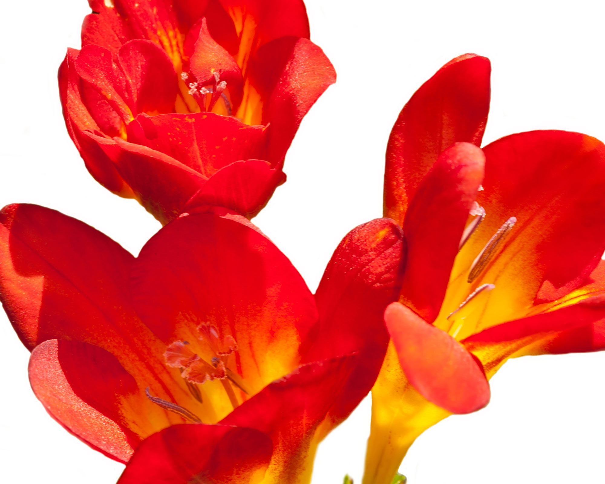 Bulbo Fresia Red X10 (Fresia) - Kapiteyn - immagine 2