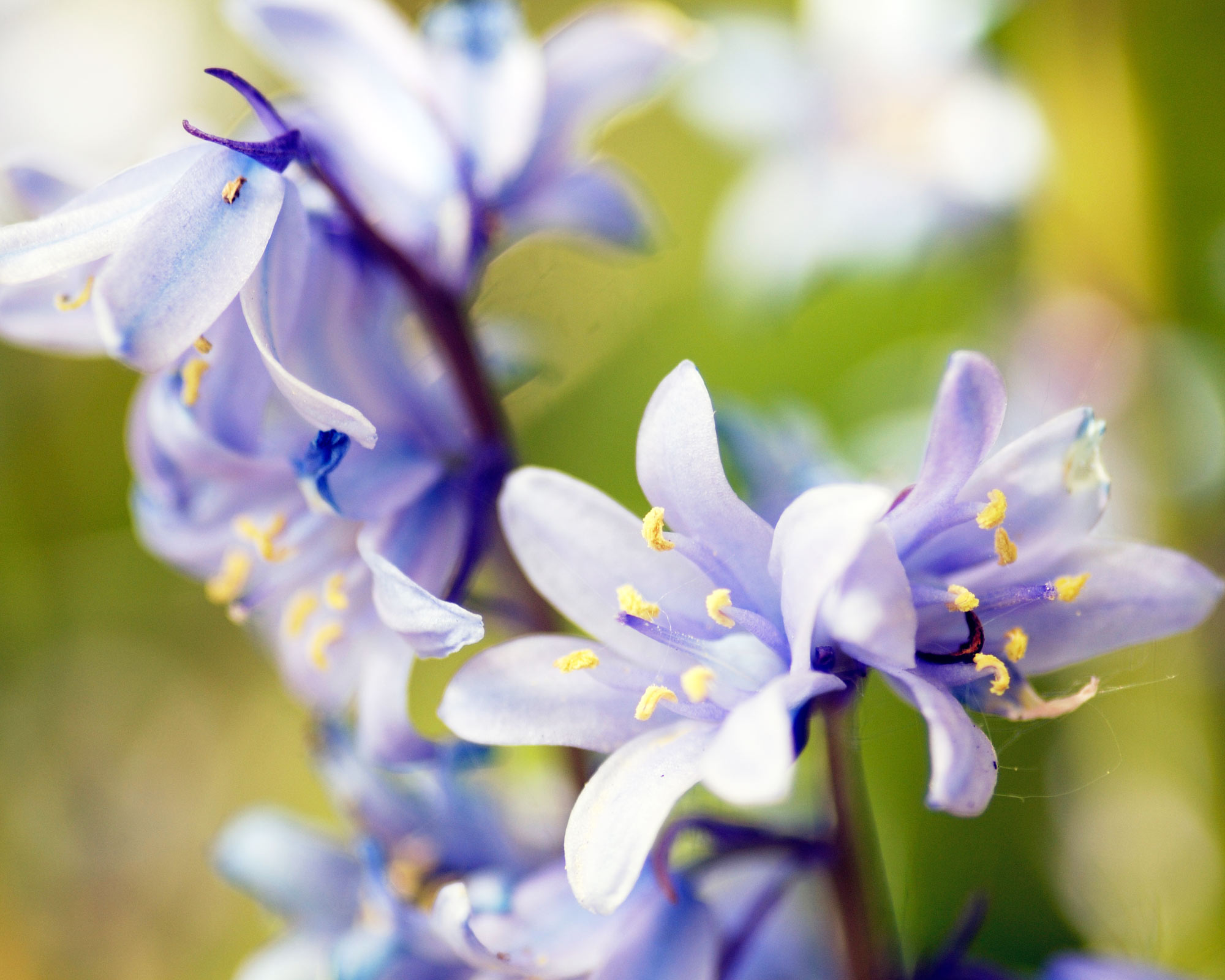 Bulbo Hyacinthoides Mix Color X15 (Giacinto Selvatico) - Kapiteyn - immagine 2