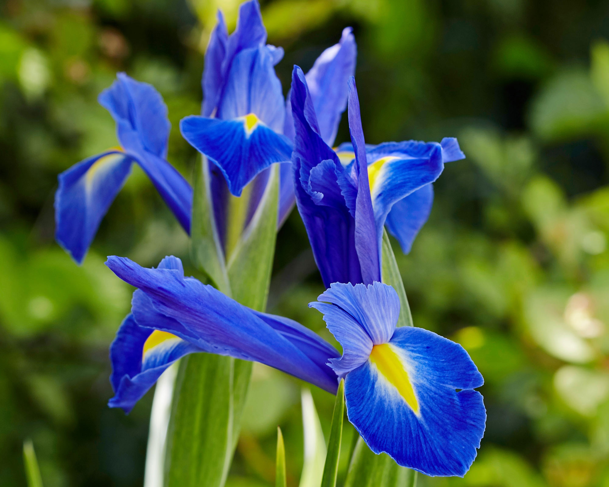 Bulbo Iris Blue X10 (Iris) - Kapiteyn - immagine 2