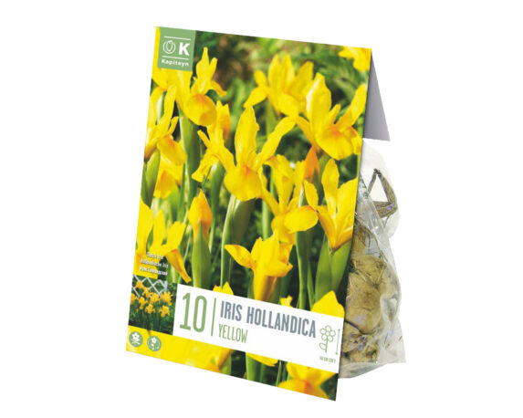 Bulbo Iris Yellow X10 (Iris) – Kapiteyn