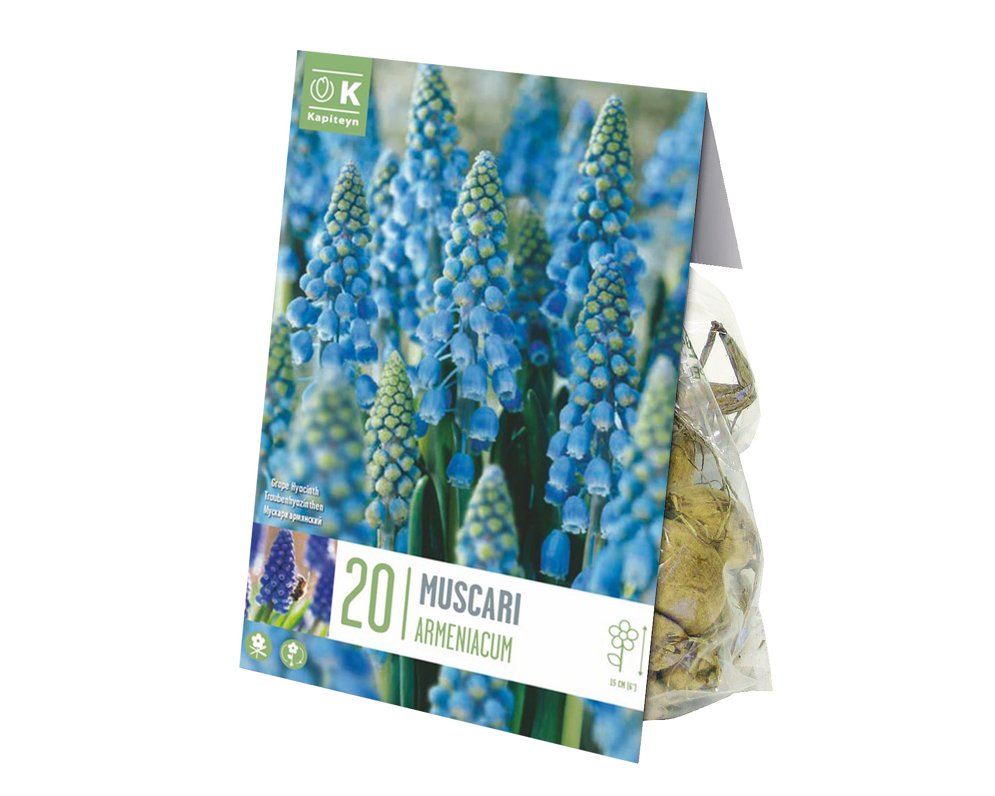 Bulbo Muscari Armeniacum X20 - Kapiteyn