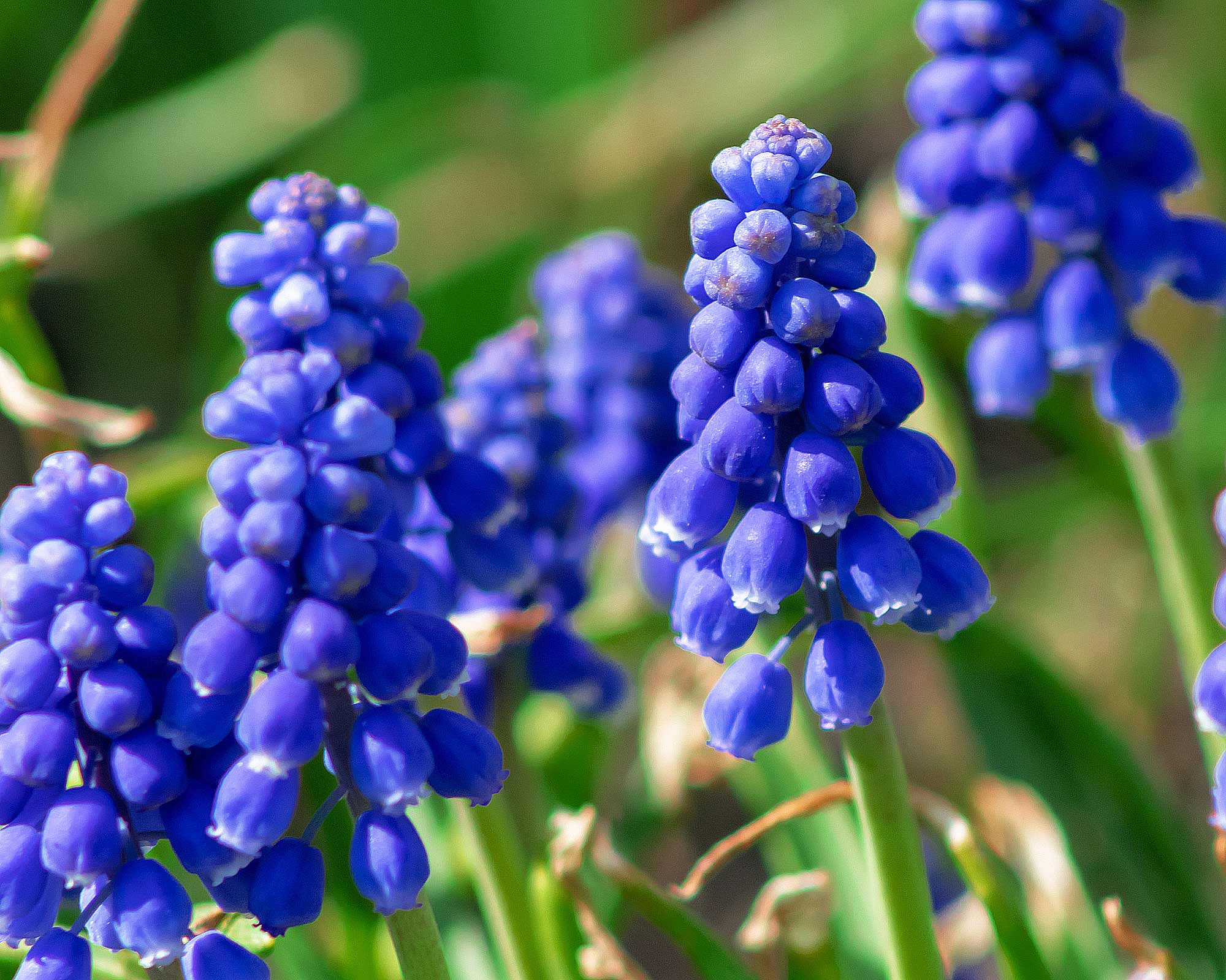 Bulbo Muscari Armeniacum X20 - Kapiteyn - immagine 2