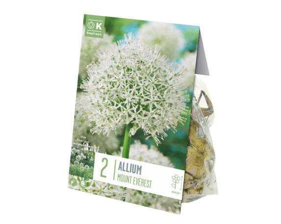 Bulbo Allium Mount Everest X20 (Aglio Ornamentale) – Kapiteyn