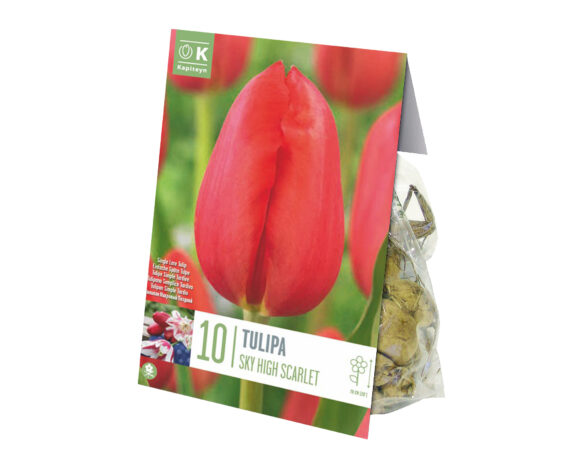 Bulbo Tulipa Tulipa Sky High Scarlet X10 (Tulipano) – Kapiteyn
