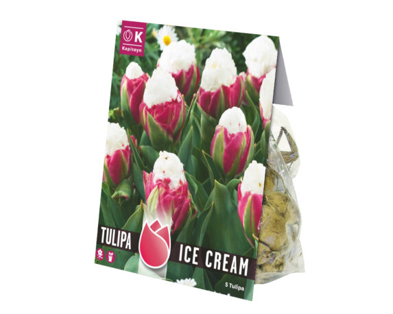 Bulbo Tulipa Ice Cream X5 (Tulipano) – Kapiteyn