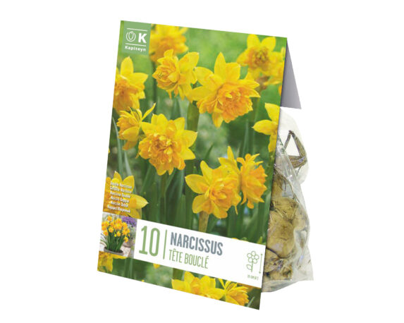 Bulbo Narcissus Botanical Double Tete Boucle X10 (Narciso) – Kapiteyn