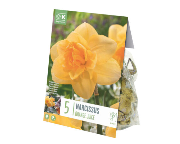 Bulbo Narcissus Orange Juice X10 (Narciso) – Kapiteyn