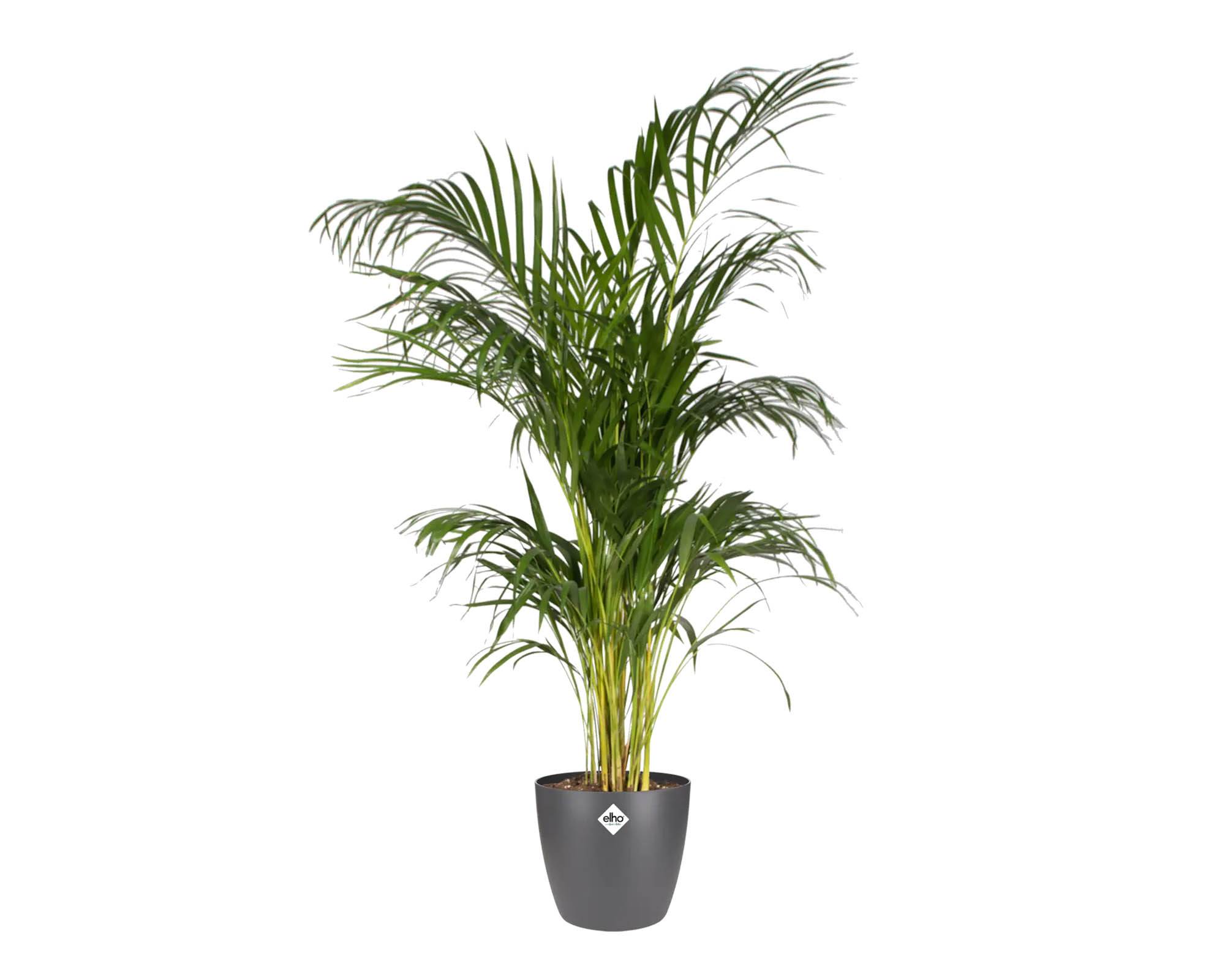 Cachepot Tondo Brussels Antracite 25cm in Plastica Riciclata - Elho - immagine 5