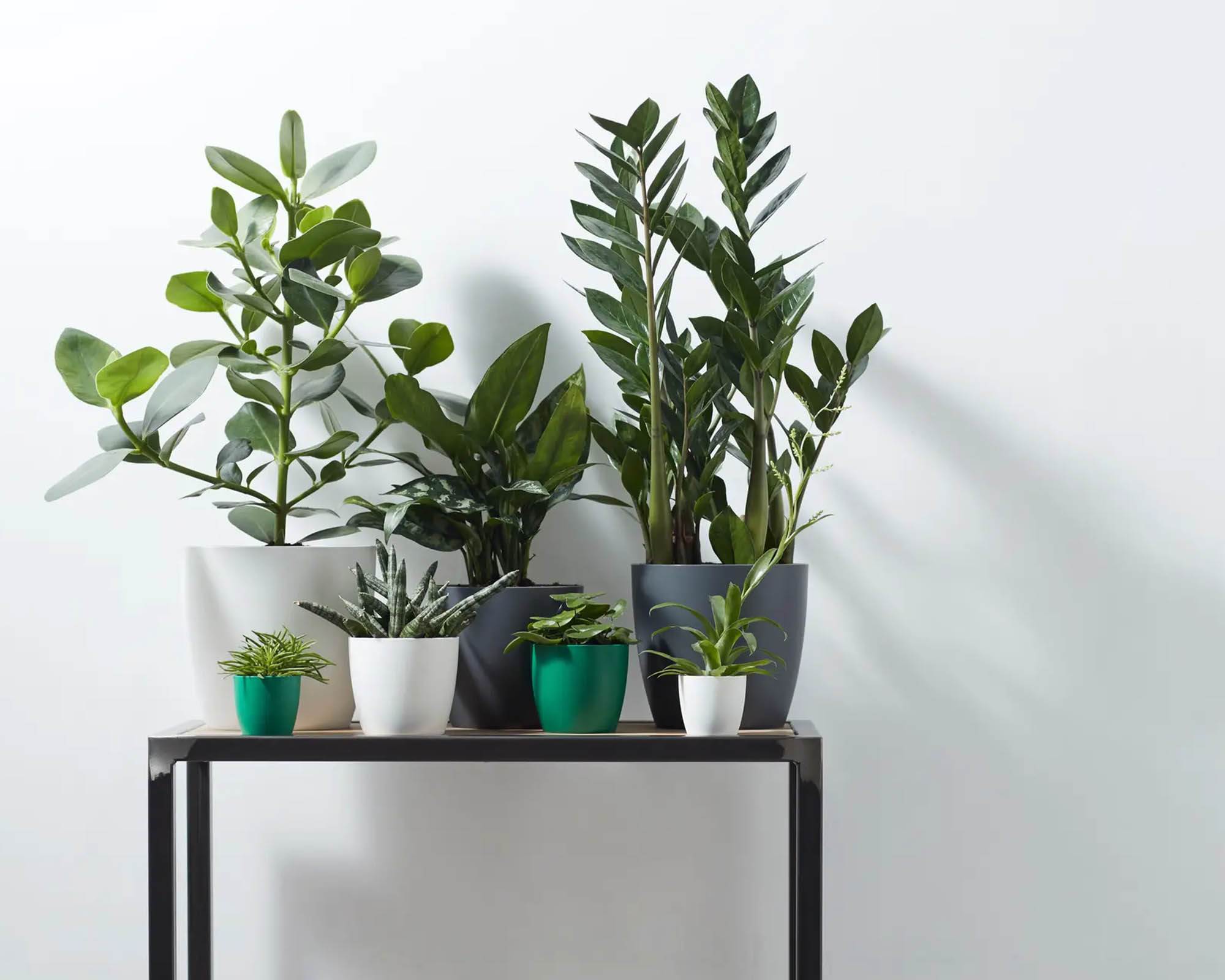 Cachepot Tondo Brussels Antracite 25cm in Plastica Riciclata - Elho - immagine 11