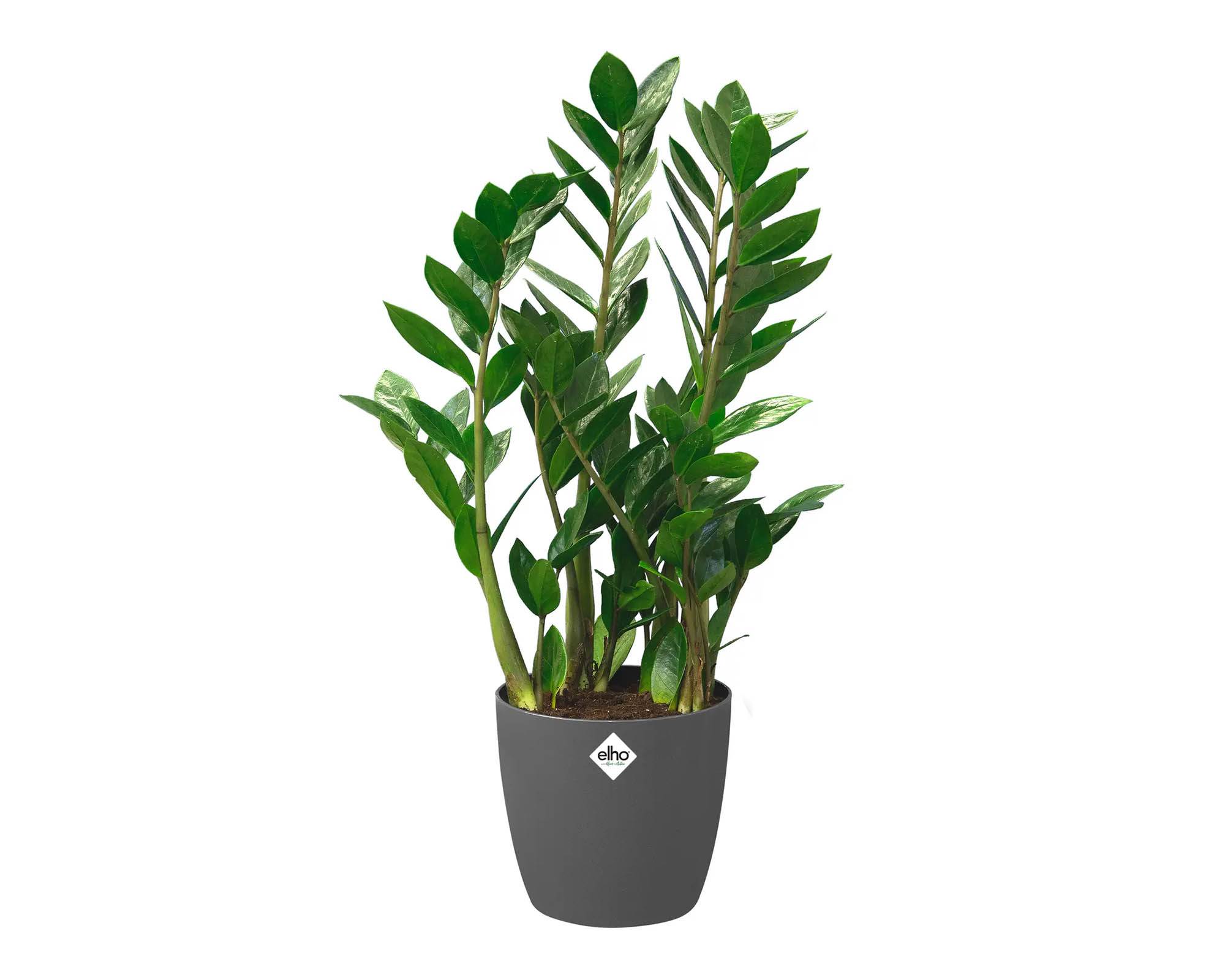 Cachepot Tondo Brussels con Ruote Antracite 47cm in Plastica Riciclata - Elho - immagine 7