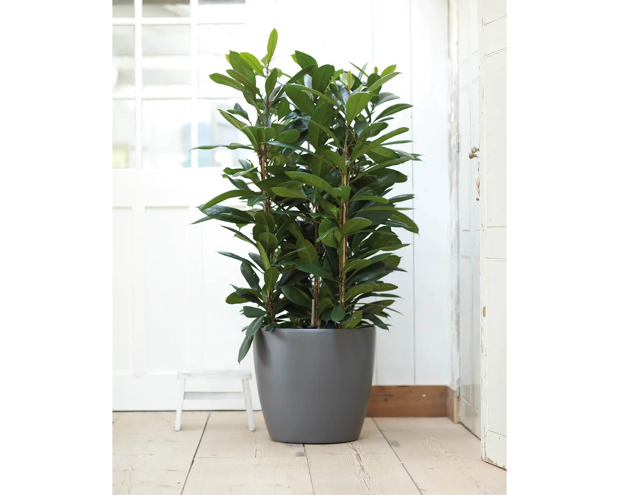 Cachepot Tondo Brussels con Ruote Antracite 47cm in Plastica Riciclata - Elho - immagine 8