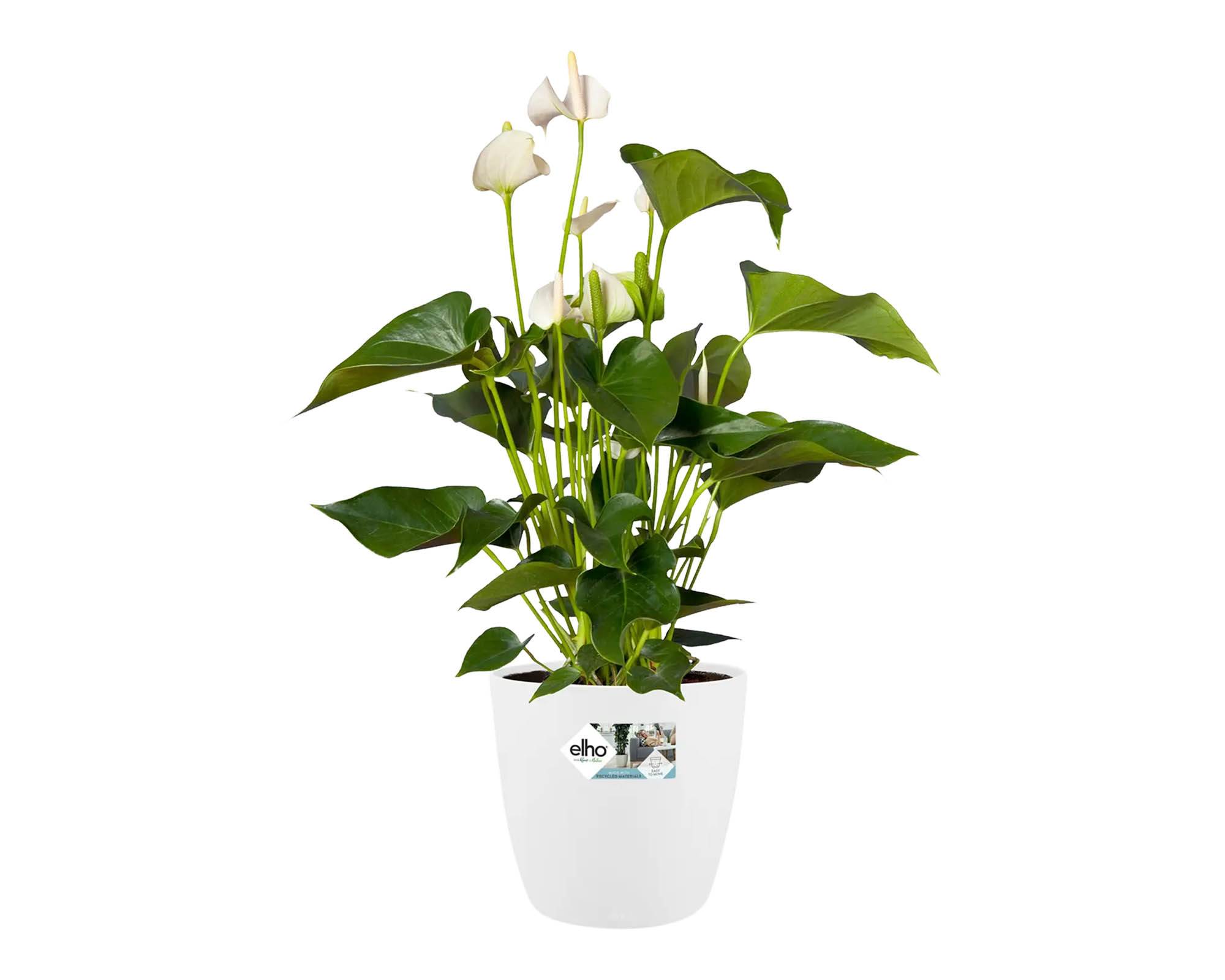 Cachepot Tondo Brussels con Ruote Bianco D47 in Plastica Riciclata - Elho - immagine 7