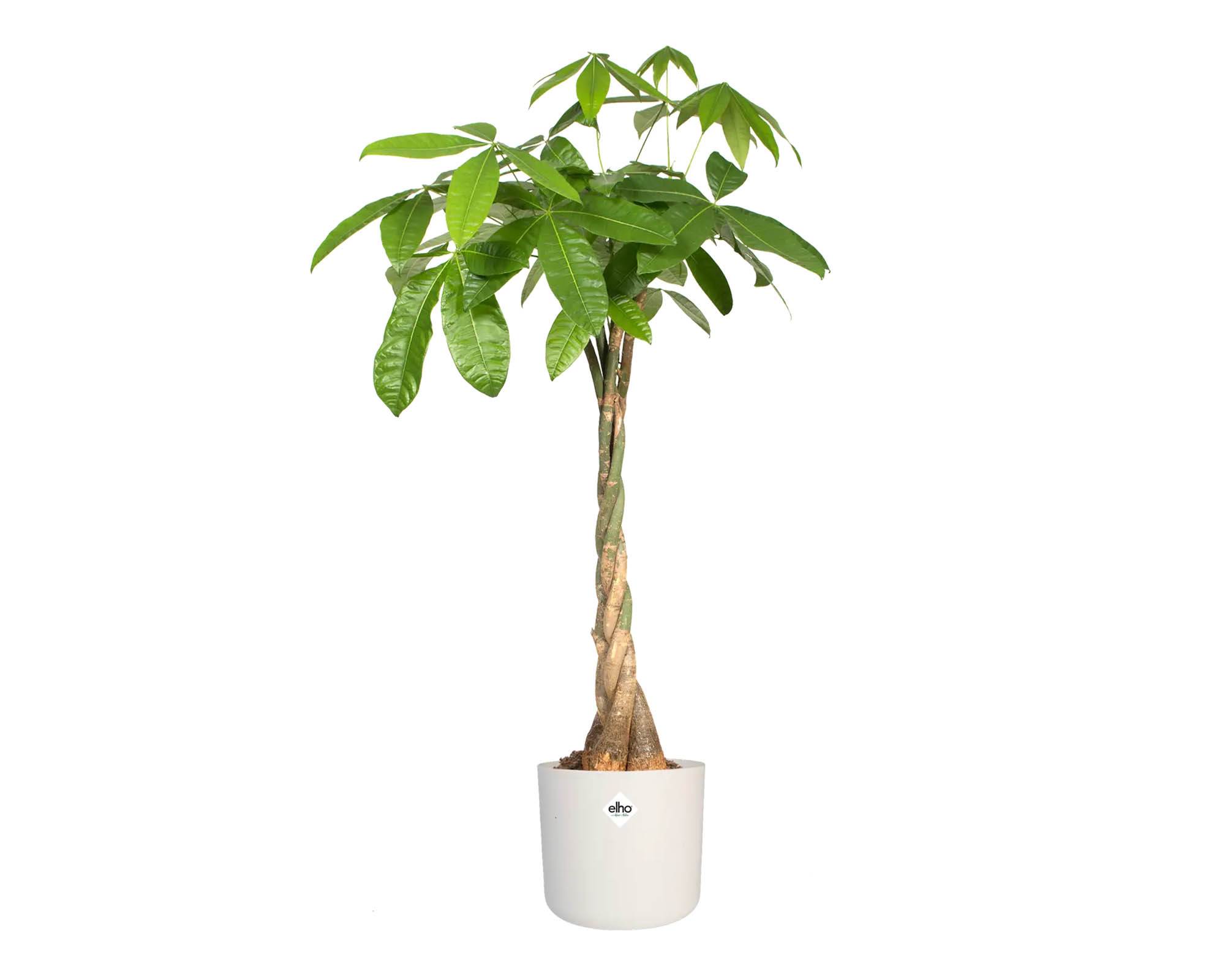 Cachepot Tondo B for Soft Bianco 25cm in Plastica Riciclata - Elho - immagine 6