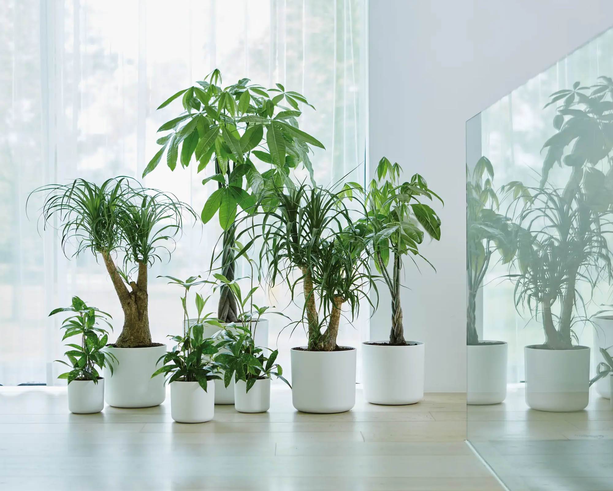 Cachepot Tondo B for Soft Bianco 25cm in Plastica Riciclata - Elho - immagine 7