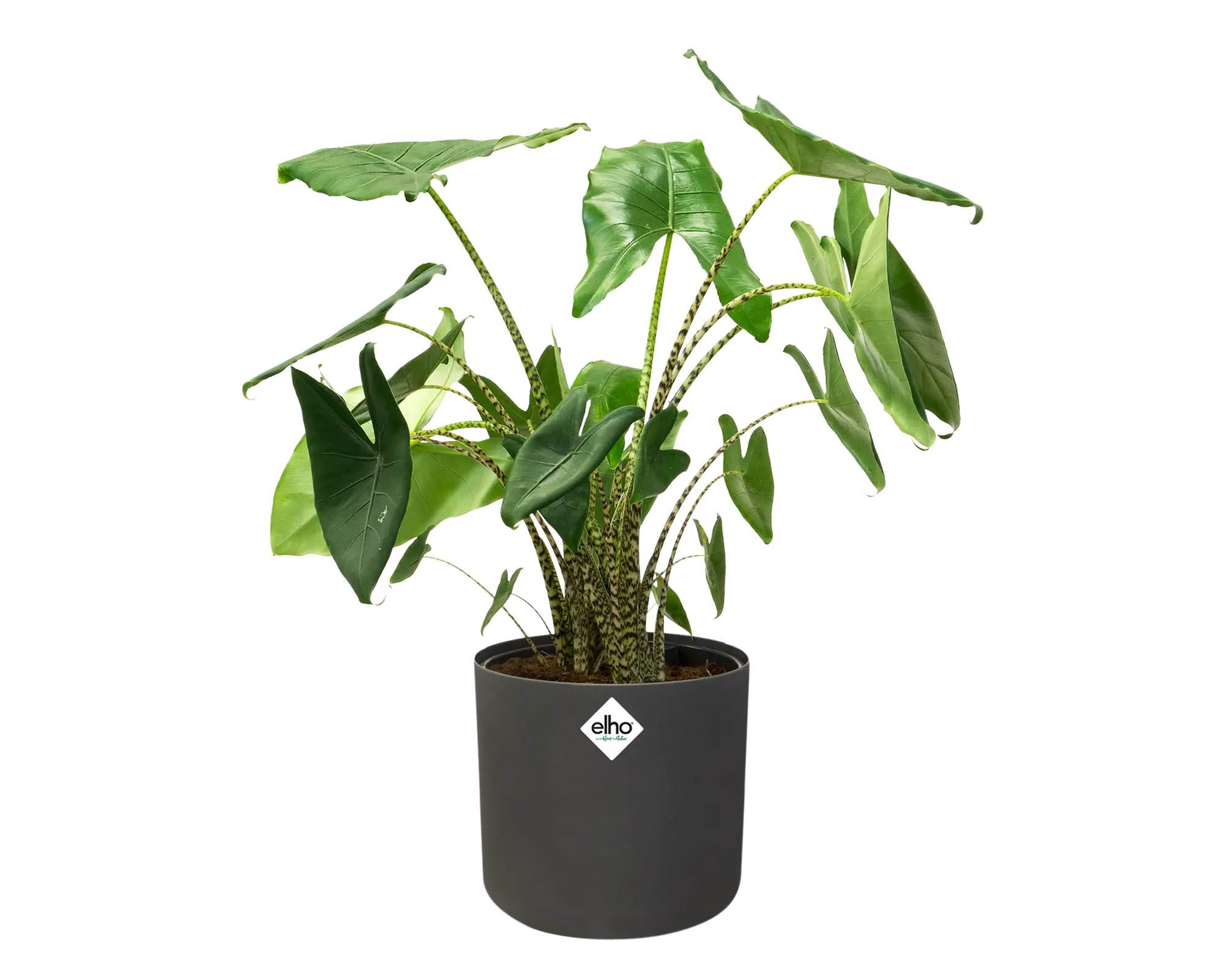 Cachepot Tondo B for Soft Antracite 14cm in Plastica Riciclata - Elho - immagine 7