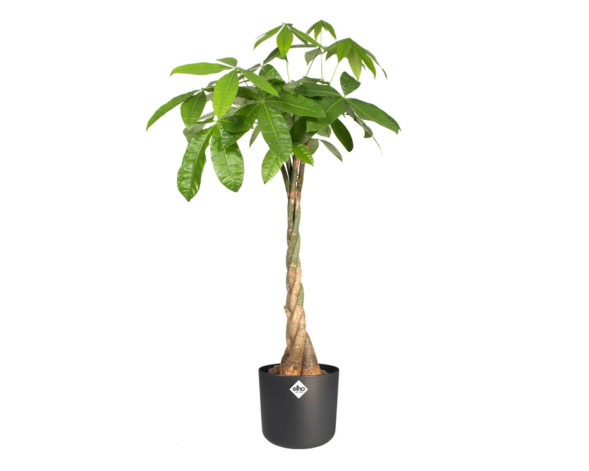 Cachepot Tondo B for Soft Antracite 18cm in Plastica Riciclata - Elho - immagine 6