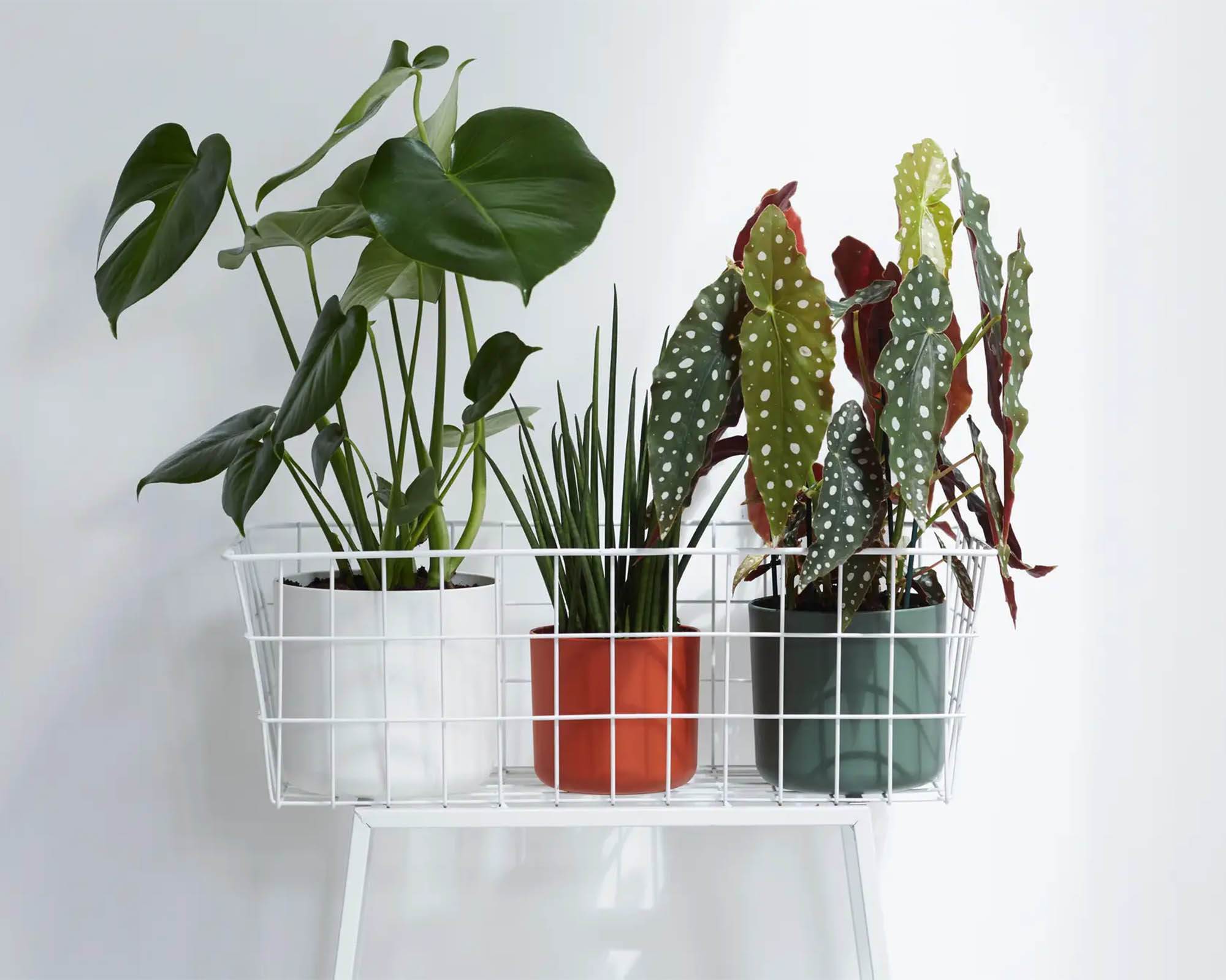 Cachepot Tondo B for Soft Verde Foglia 14cm in Plastica Riciclata - Elho - immagine 7