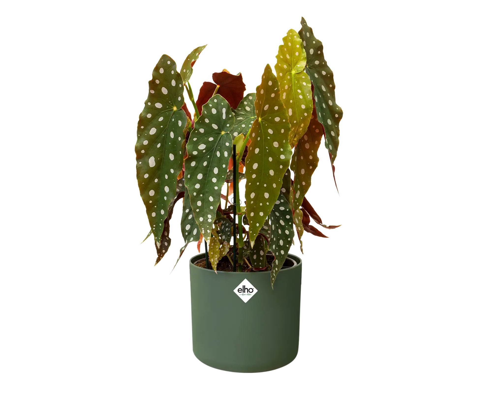 Cachepot Tondo B for Soft Verde Foglia 16cm in Plastica Riciclata - Elho - immagine 6