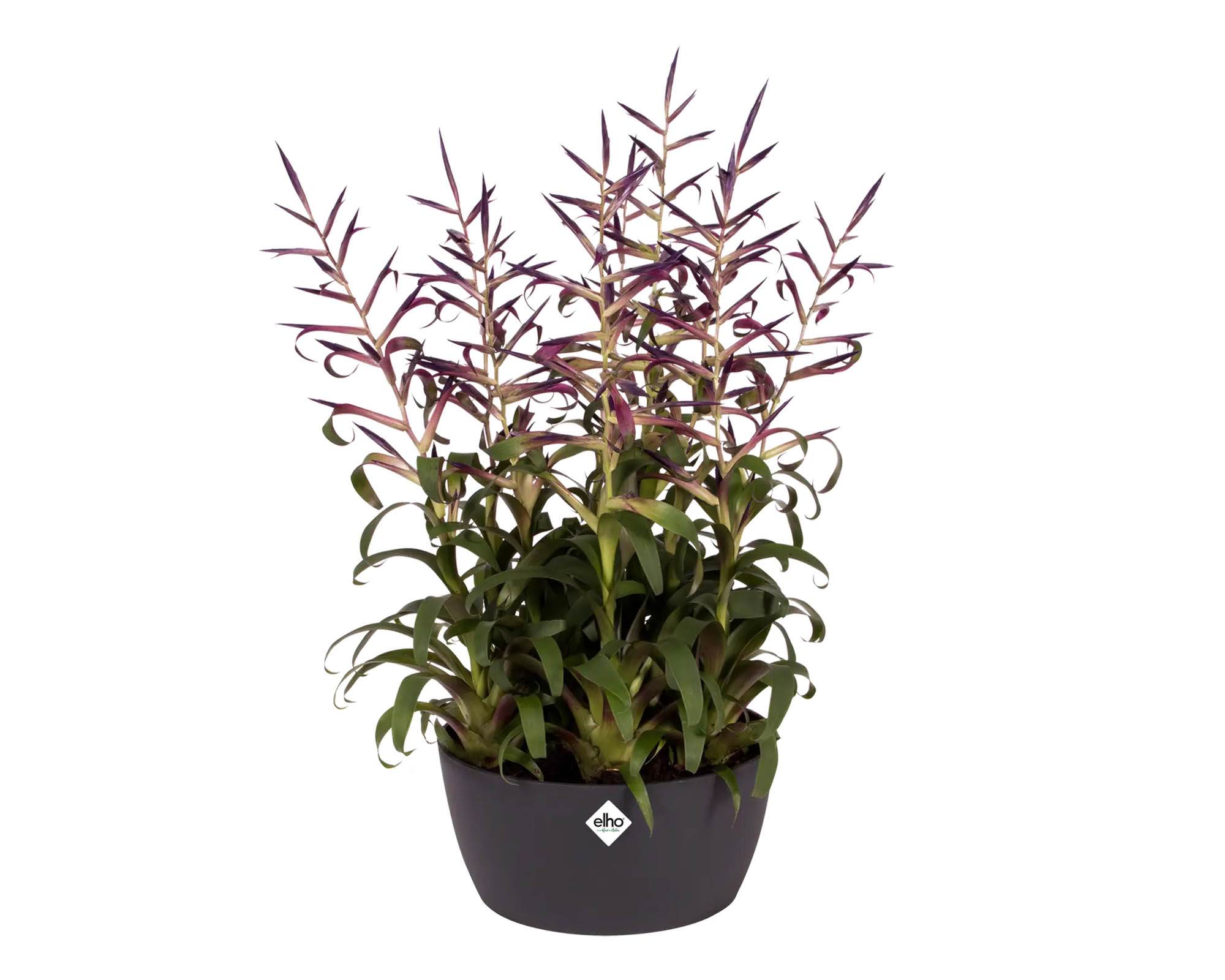 Cachepot Ciotola Brussels Antracite 23cm in Plastica Riciclata - Elho - immagine 5