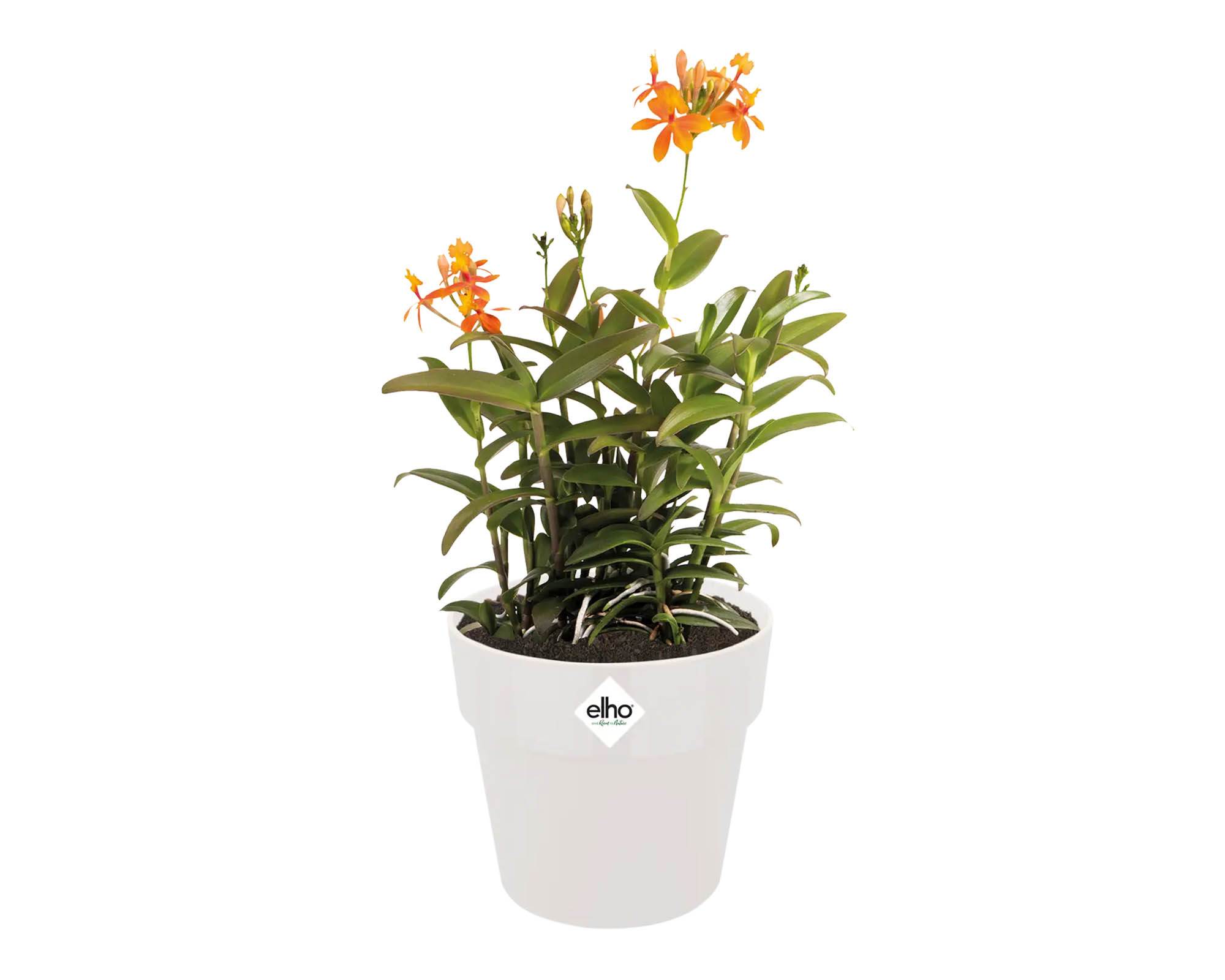 Cachepot B for Original Bianco D22cm in Plastica Riciclata - Elho - immagine 4