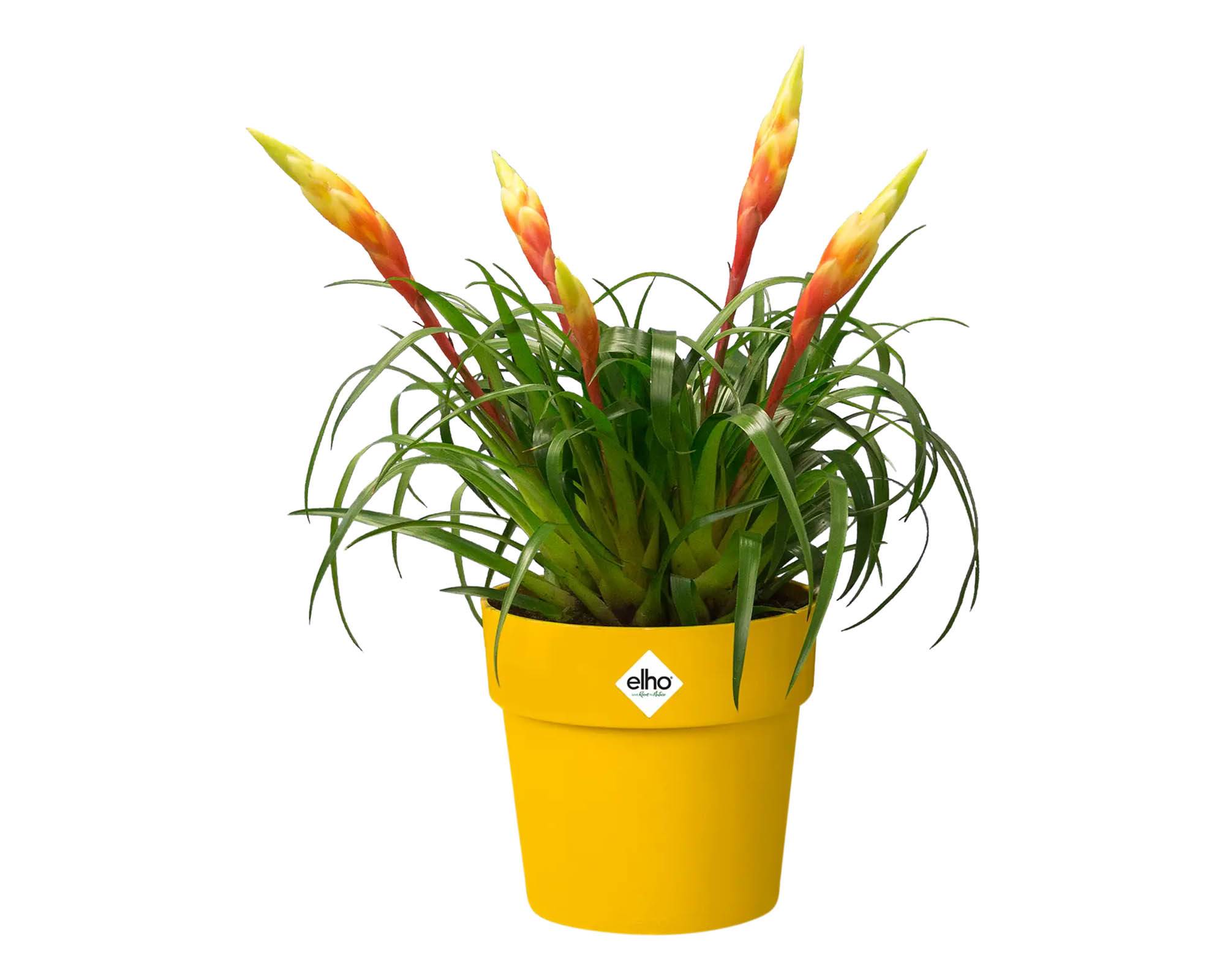 Cachepot B for Original Ocra D22cm in Plastica Riciclata - Elho - immagine 11