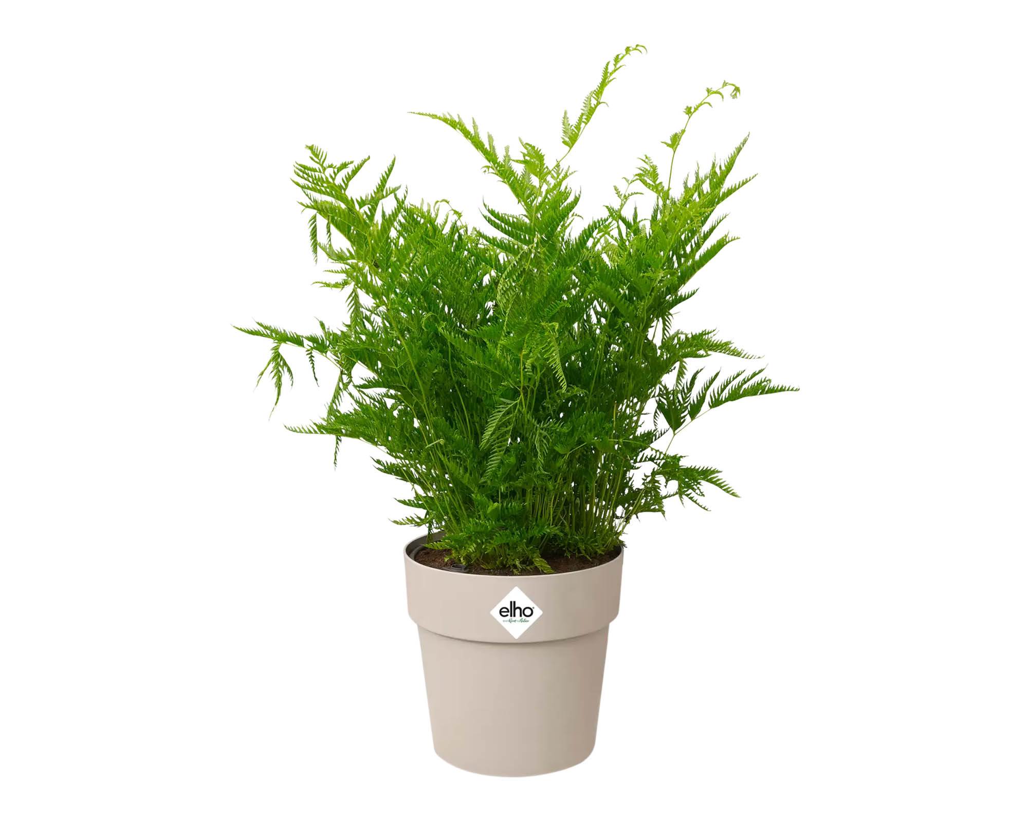 Cachepot B for Original Grigio D25cm in Plastica Riciclata - Elho - immagine 4