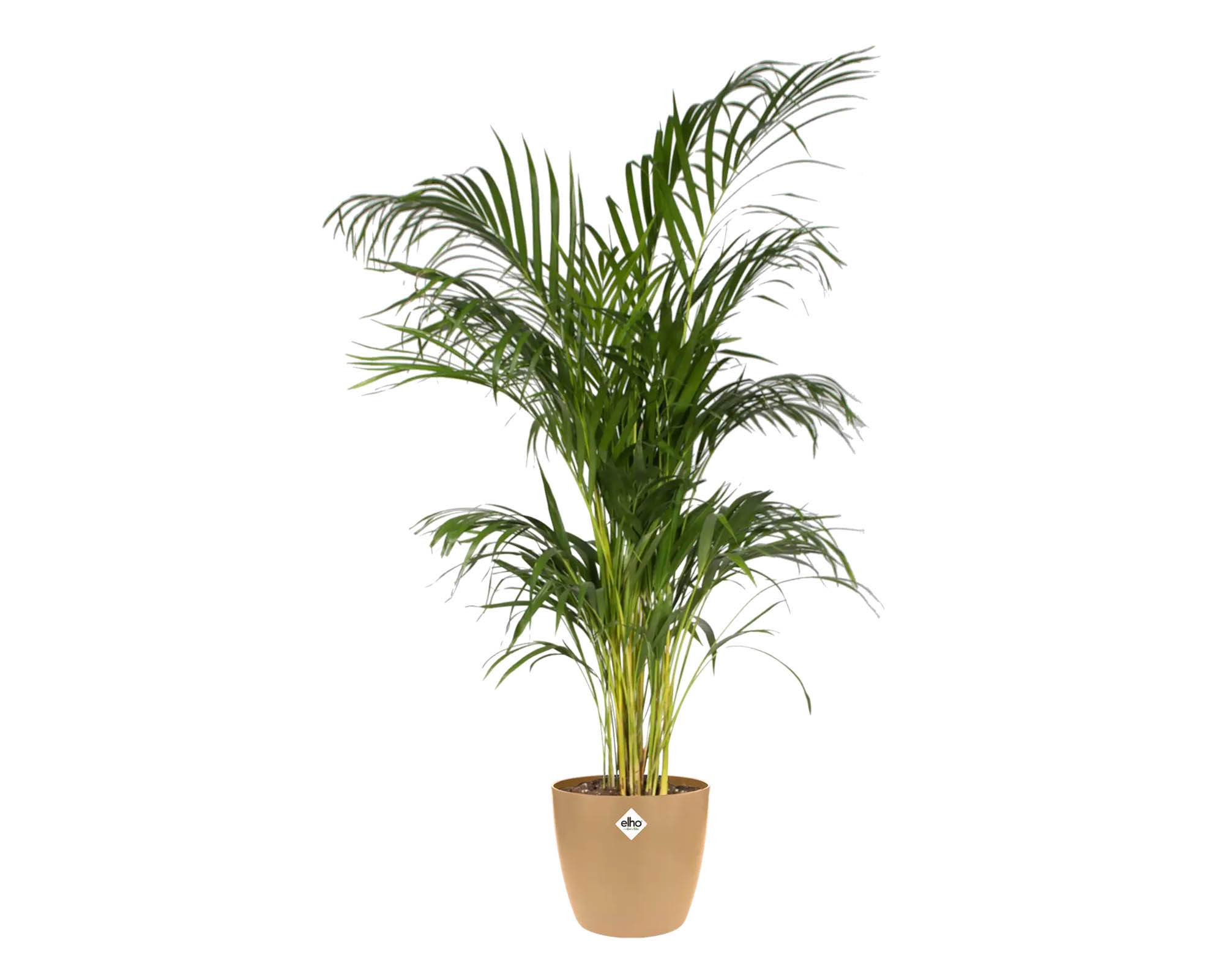 Cachepot Tondo Brussels Marrone Cookie 16cm in Plastica Riciclata - Elho - immagine 6