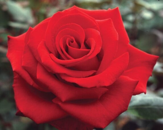 Rosa Clarissa Rosso Brillante Class G/F – Barni