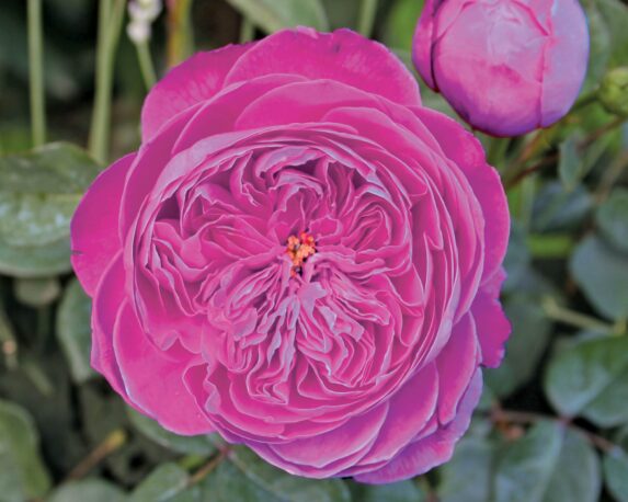 Rosa Accademia Rosa Intenso Le Toscane – Barni