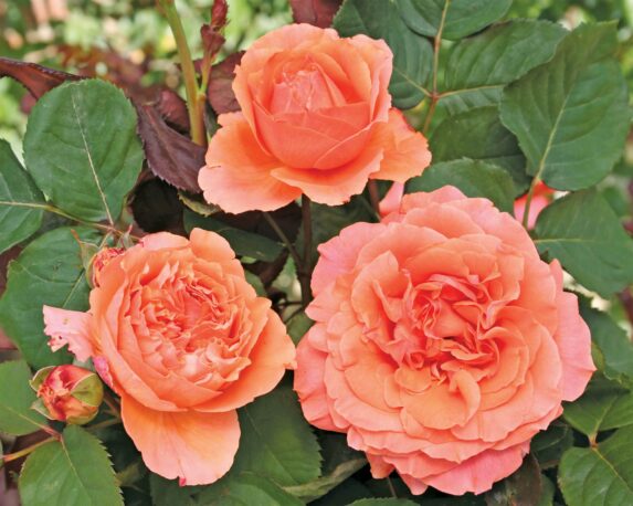 Rosa Etrusca Arancio Albicocca Le Toscane – Barni