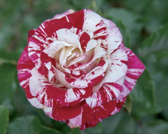 Rosa Rock & Roll Striataa Rosso e Bianco G/F – Barni