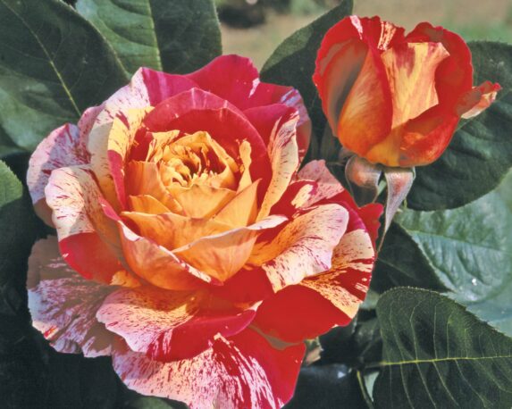 Rosa Rosita Missoni Striata G/F – Barni