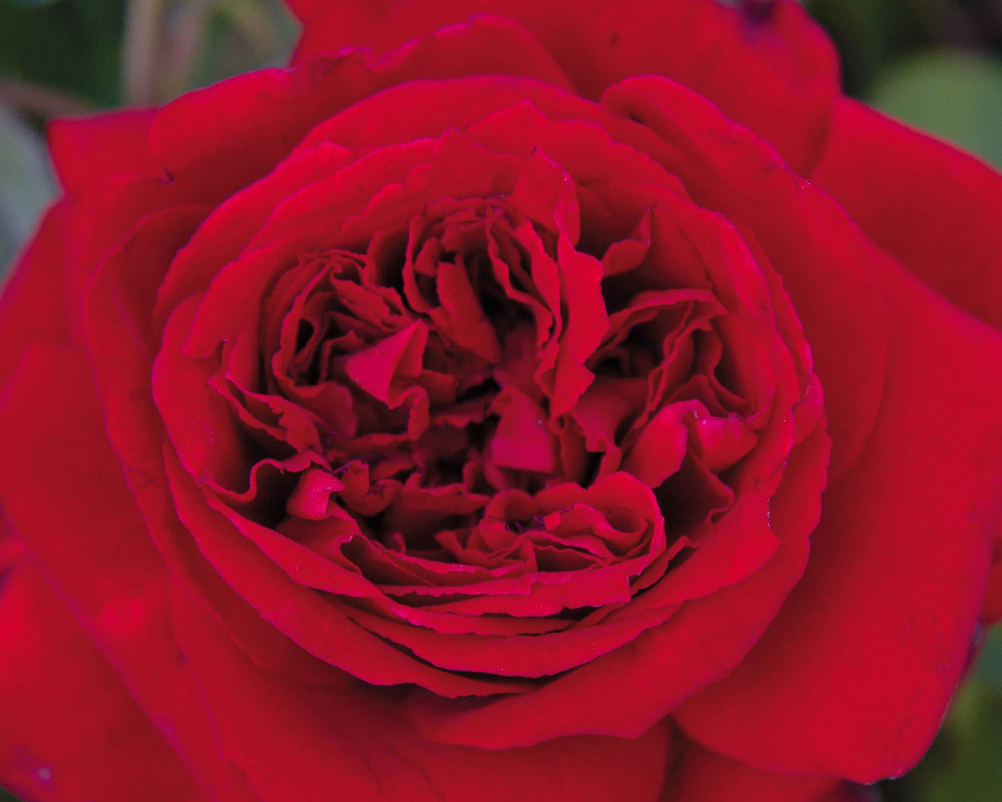 Rosa Gabriele D'Annunzio Rosso Vellut le Toscane - Barni - immagine 3