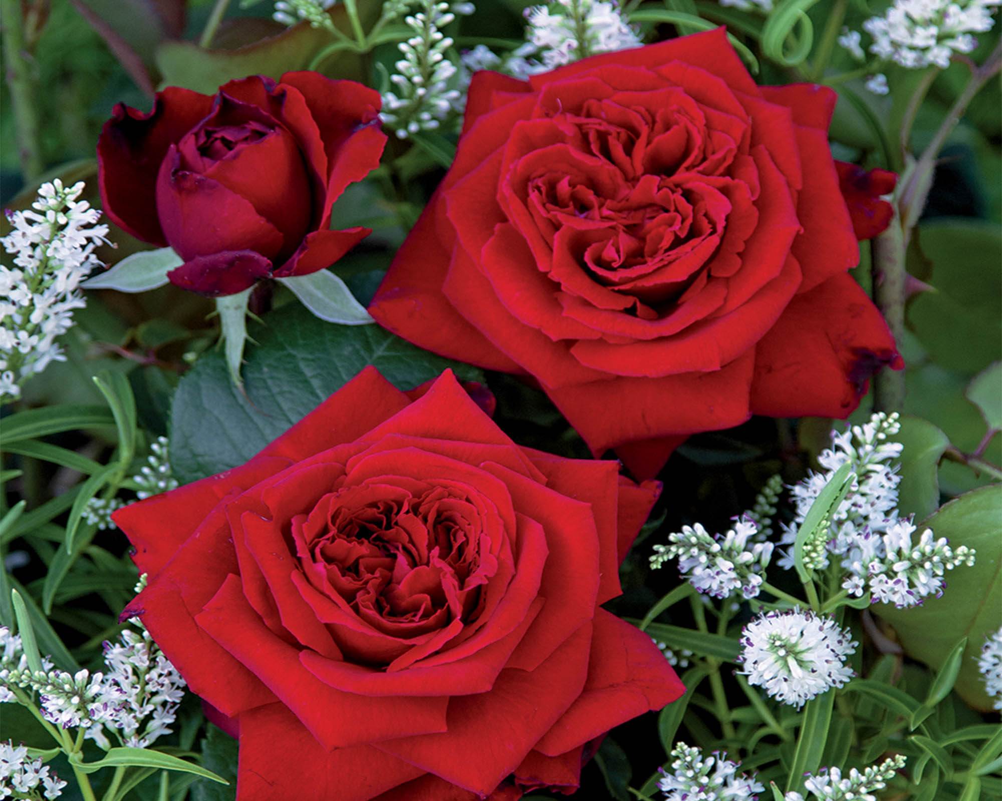 Rosa Gabriele D'Annunzio Rosso Vellut le Toscane - Barni