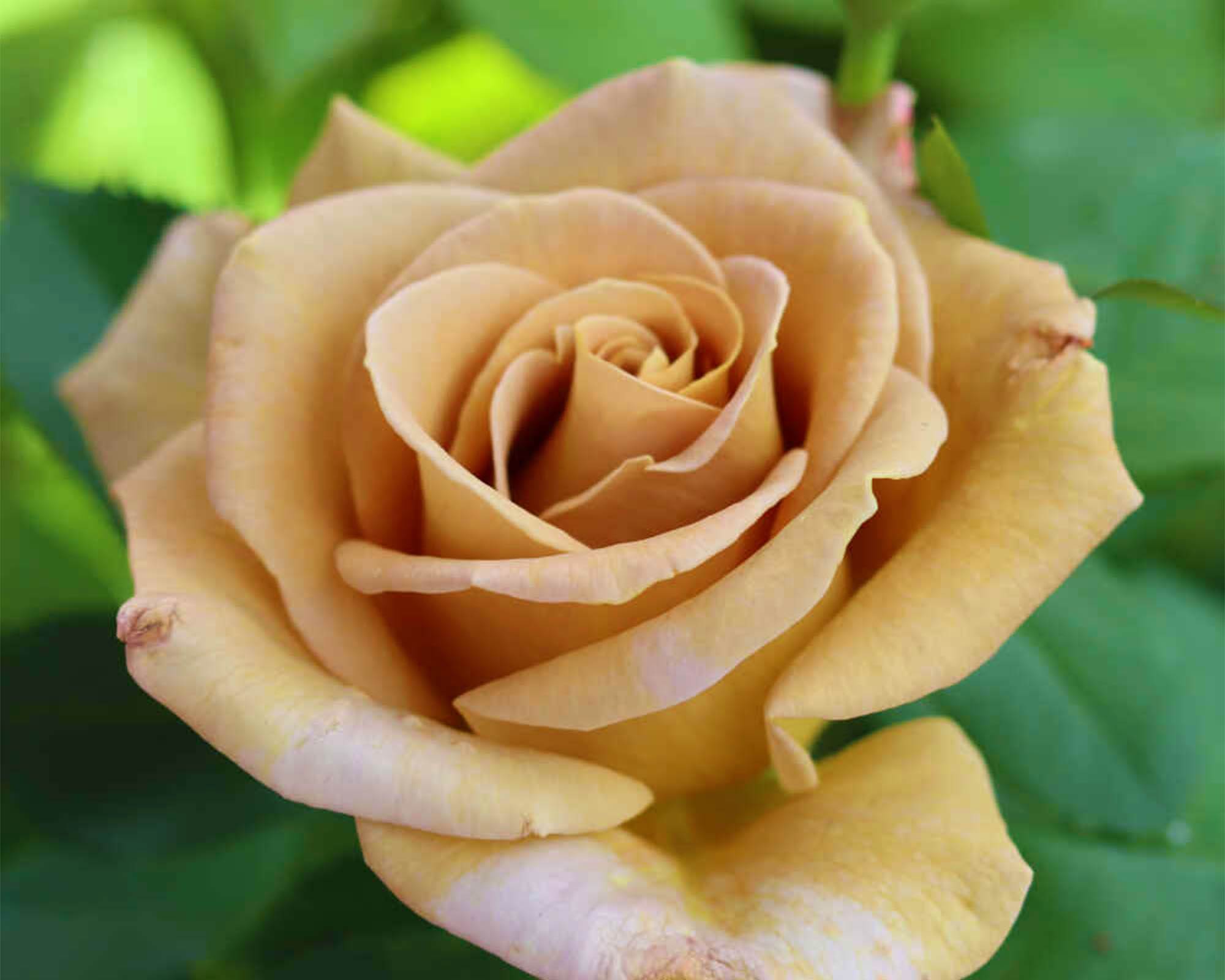 Rosa Honey Dijon Giallo Senape - Barni