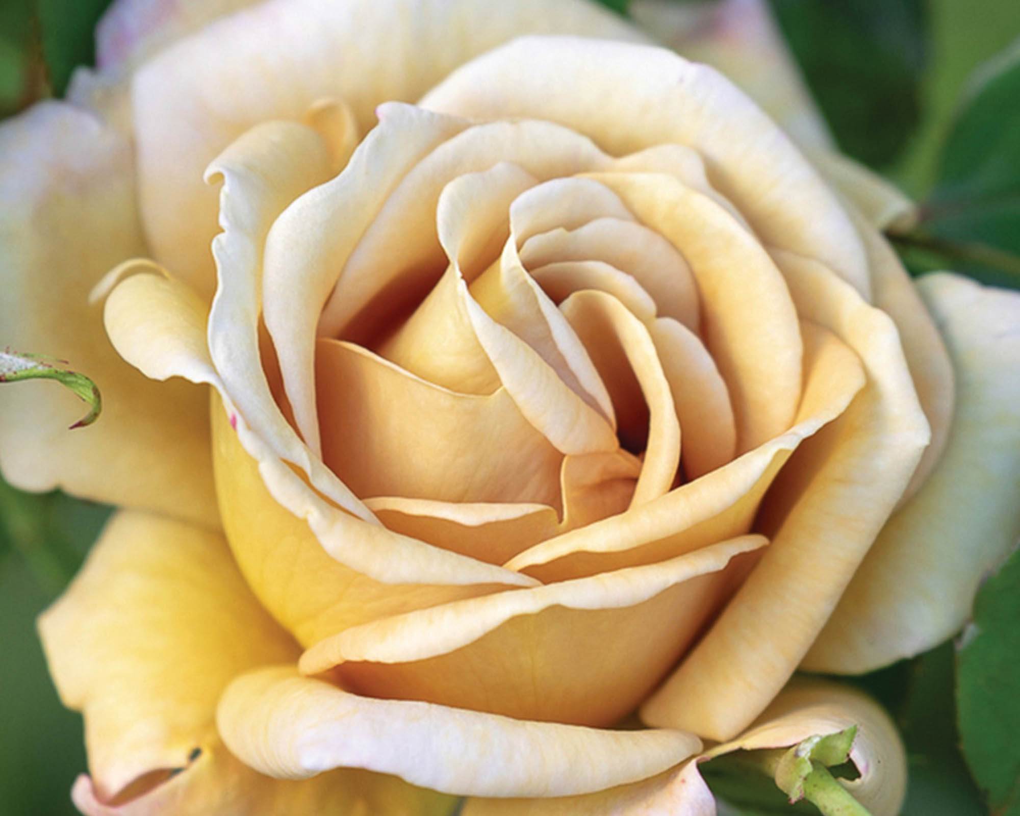 Rosa Honey Dijon Giallo Senape - Barni - immagine 3