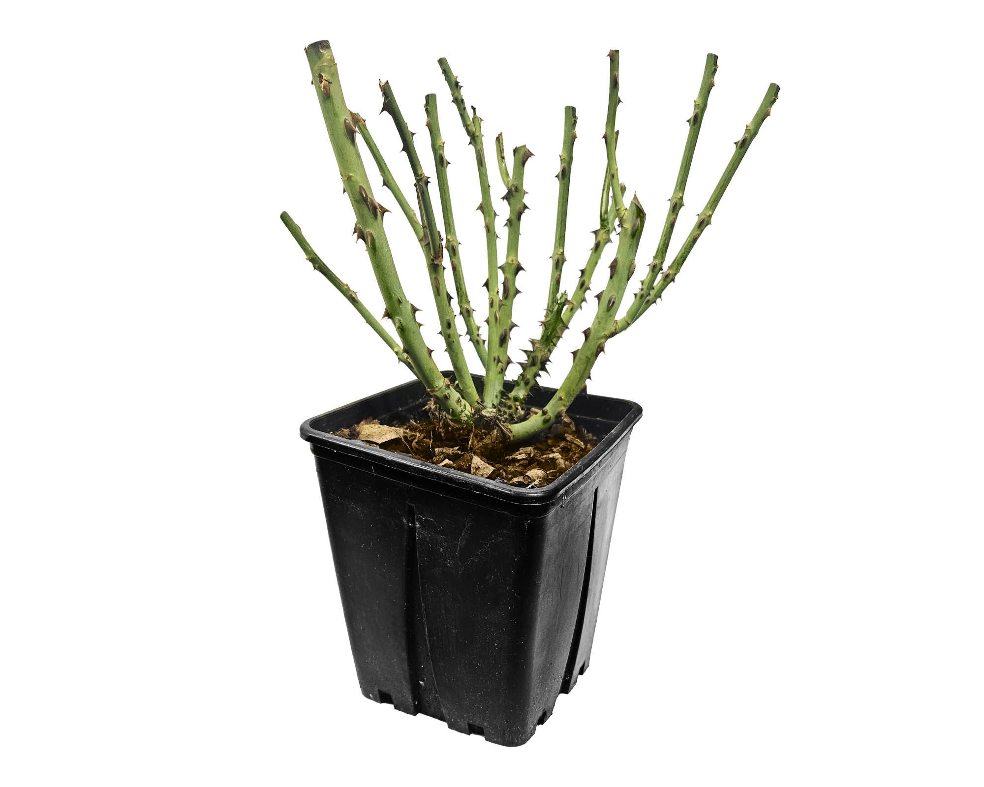 Rosa Honey Dijon Giallo Senape - Barni - immagine 2