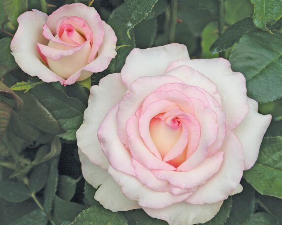 Rosa Moonstone Panna Orlato Rosa G/F – Barni