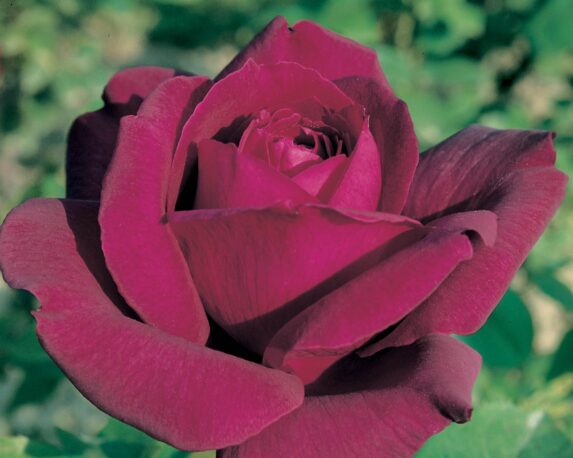 Rosa Notturno Porpora Vellutato G/F – Barni