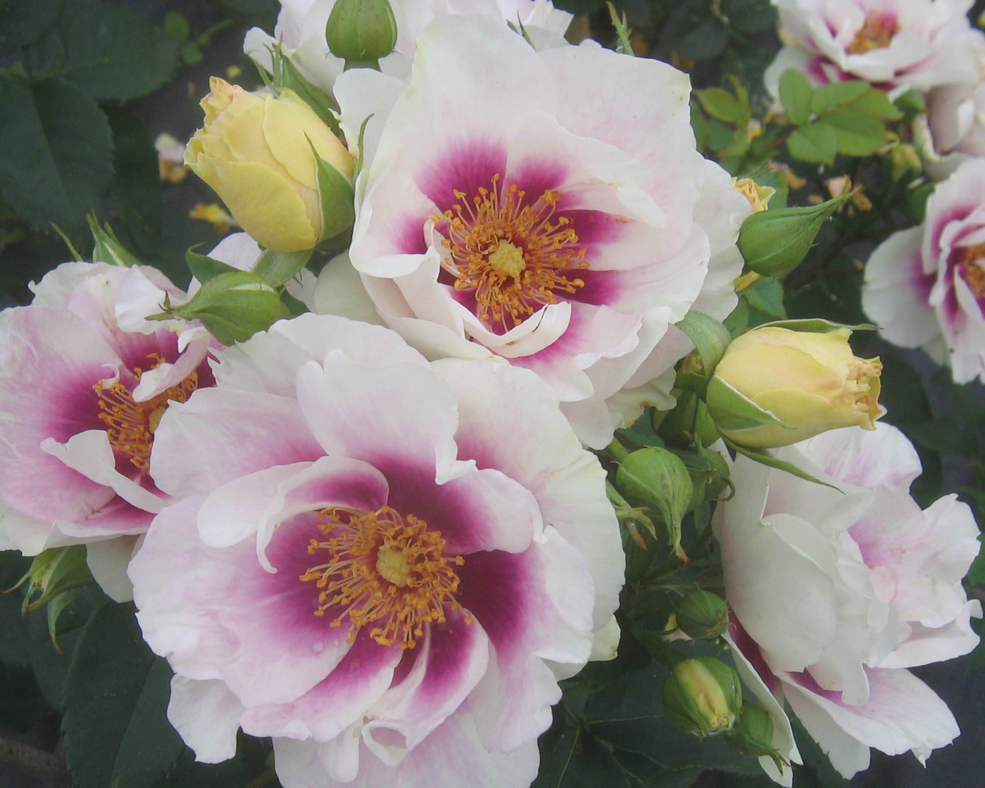 Rosa Eyes for You Lilla Unghia Malva P/F - Barni