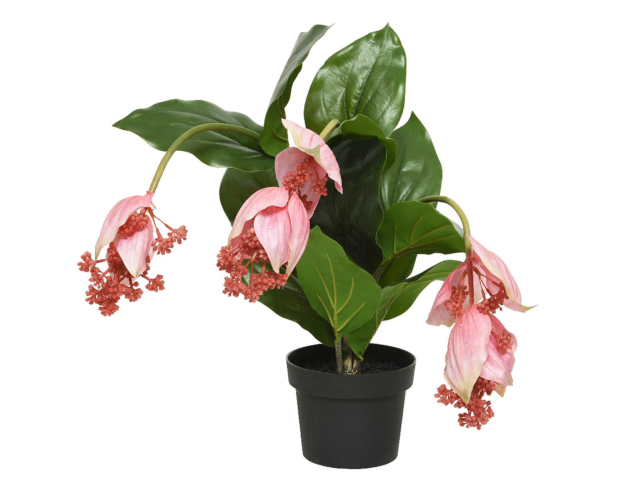 Medinilla Artificiale in Vaso 49x50x23cm in Plastica - Kaemingk