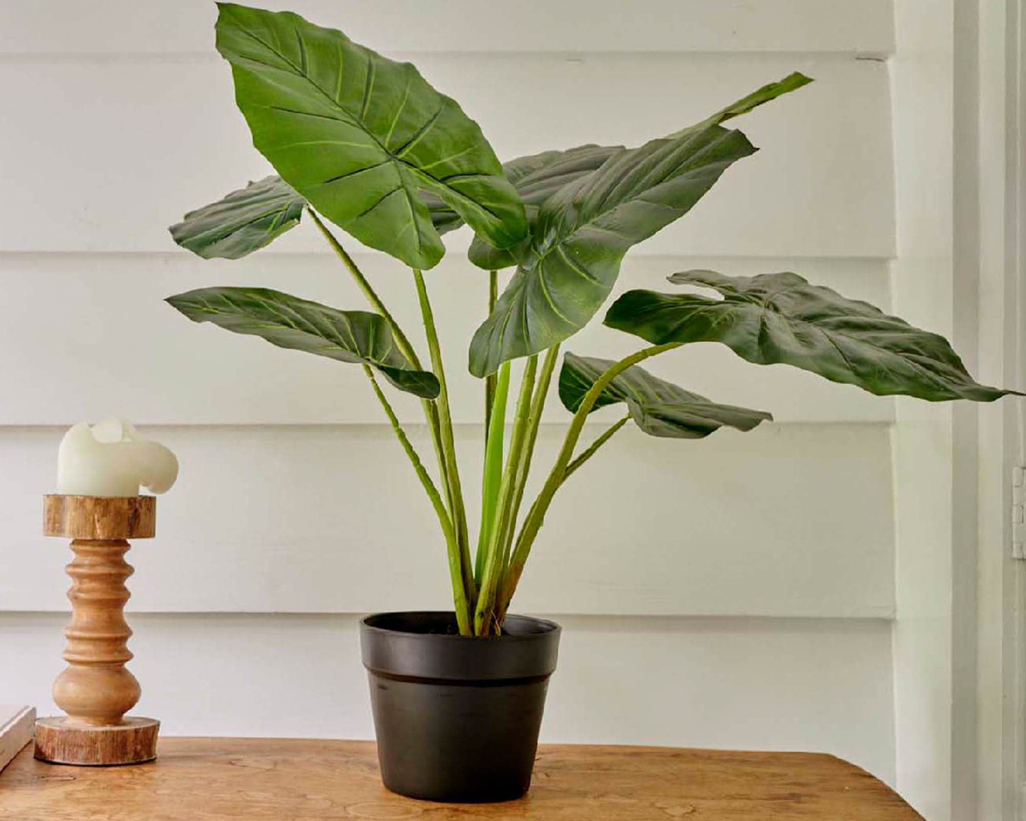 Alocasia Artificiale con Vaso D69x52cm in Plastica - Kaemingk - immagine 4