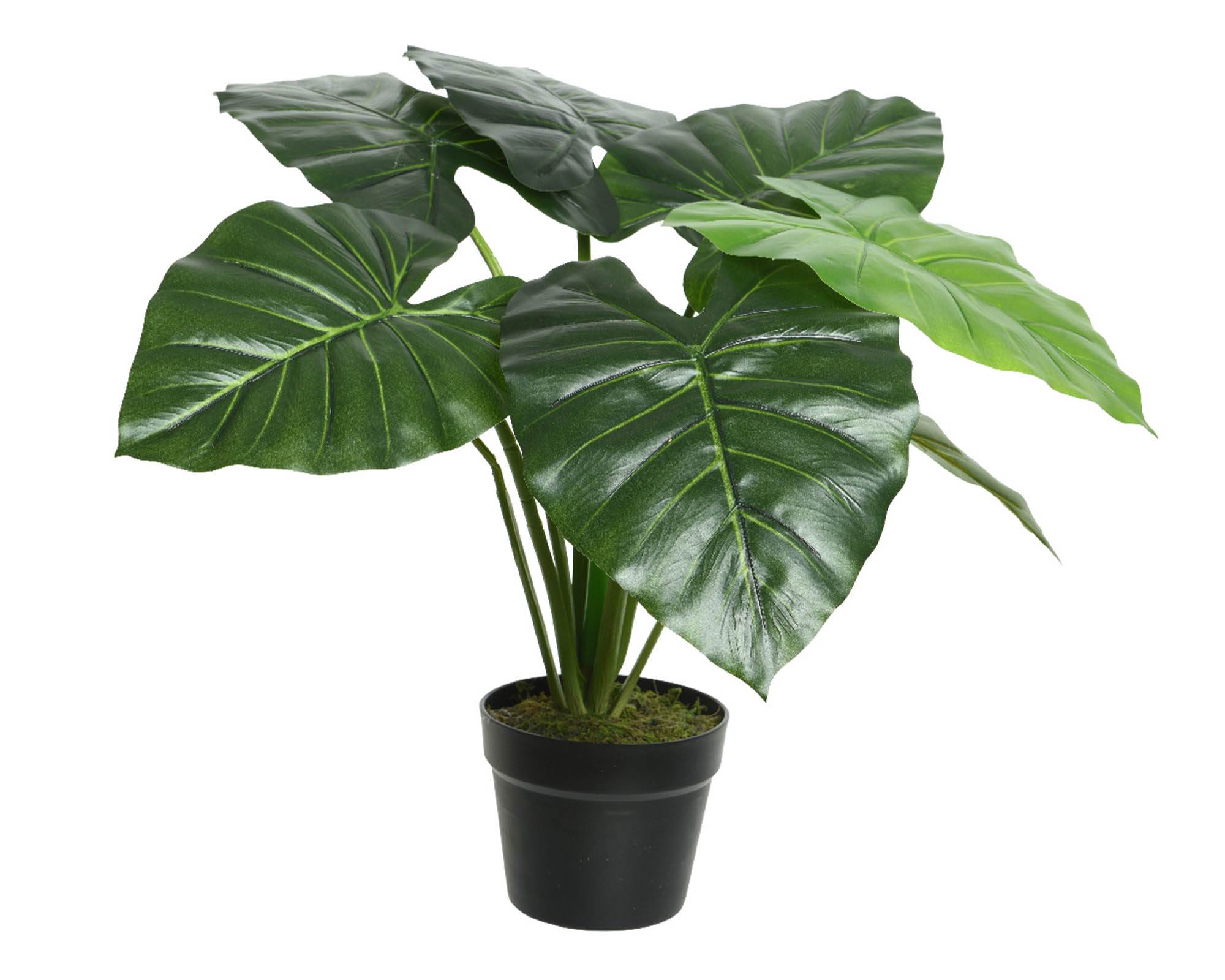 Alocasia Artificiale con Vaso D69x52cm in Plastica - Kaemingk