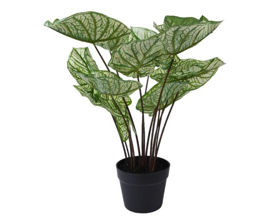 Caladio Artificiale con Vaso D50x50cm in PE – Kaemingk