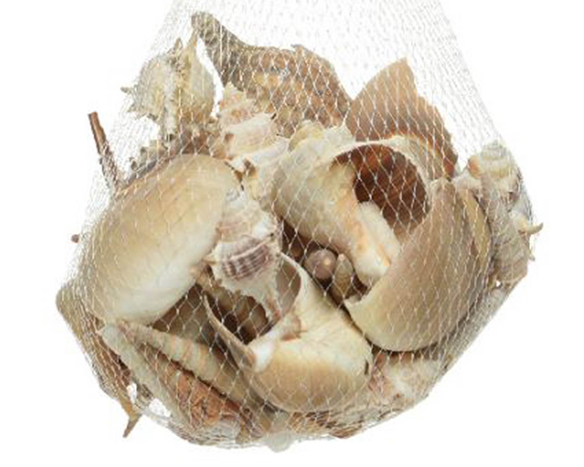 Busta Conchiglie Naturali Assortito 14x14x8cm - Kaemingk - immagine 2