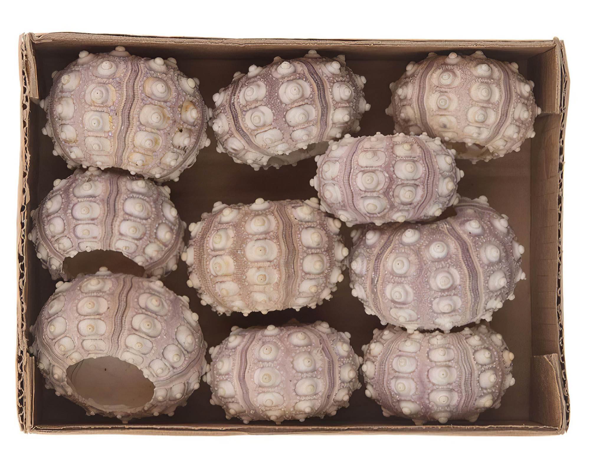 Box 10 Pz Ricci Marini Sputnik Naturale 15x20x6cm in Fibra Naturale - Dijk - immagine 3