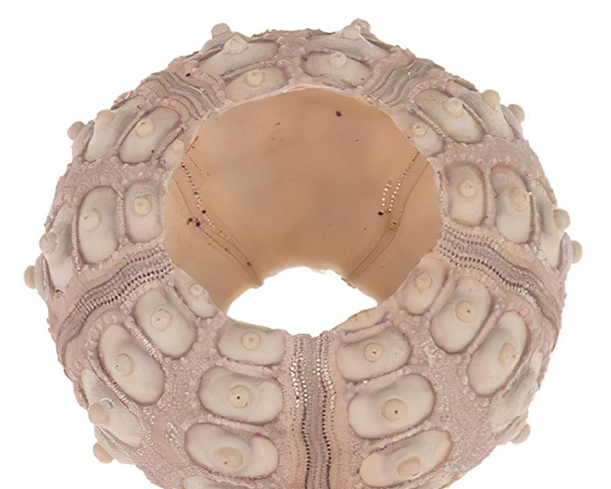 Box 10 Pz Ricci Marini Sputnik Naturale 15x20x6cm in Fibra Naturale - Dijk - immagine 2